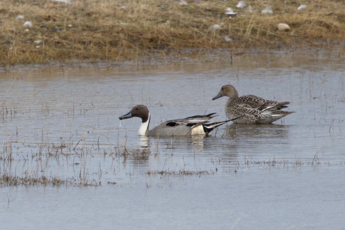 Northern Pintail - ML639022788
