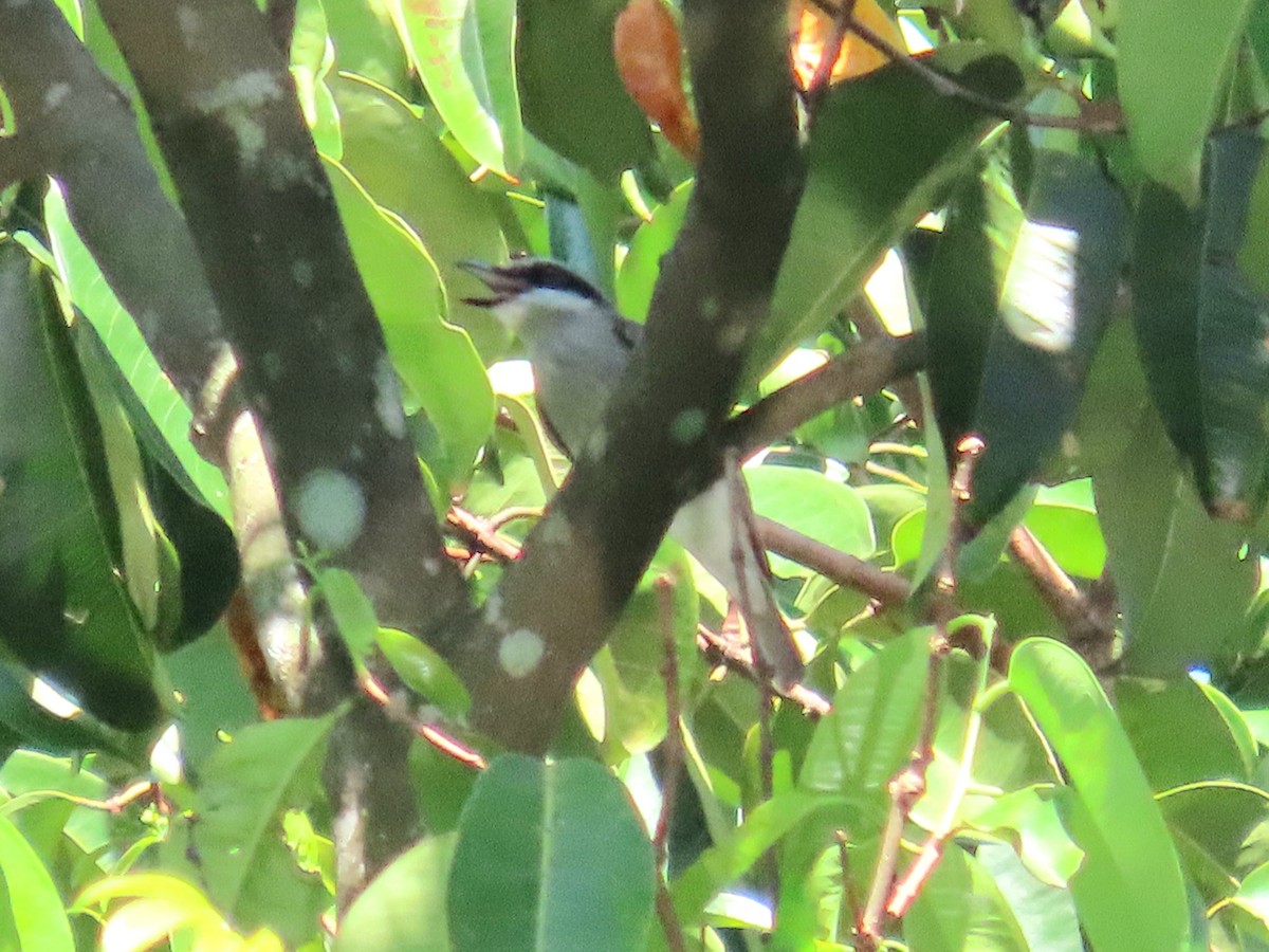 Large Woodshrike - ML639022789
