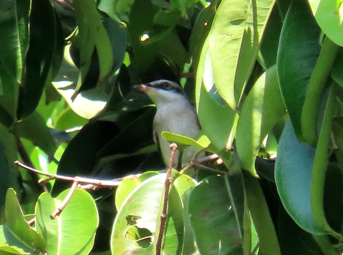 Large Woodshrike - ML639022790