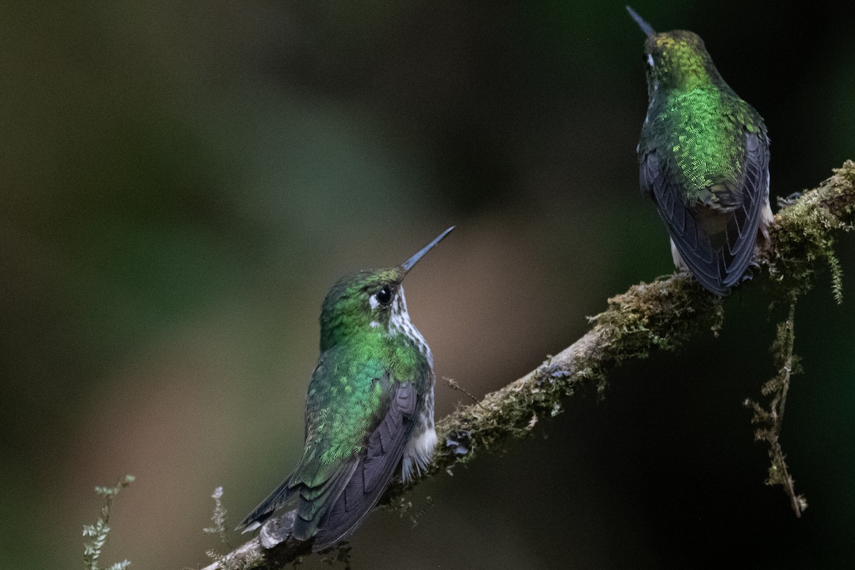 White-booted Racket-tail - ML639022798