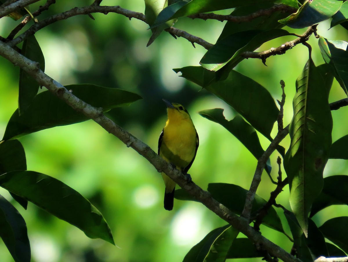 Common Iora - ML639022804