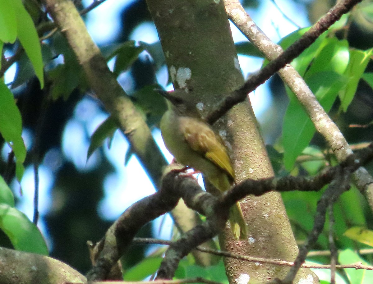 Olive-winged Bulbul - ML639022811