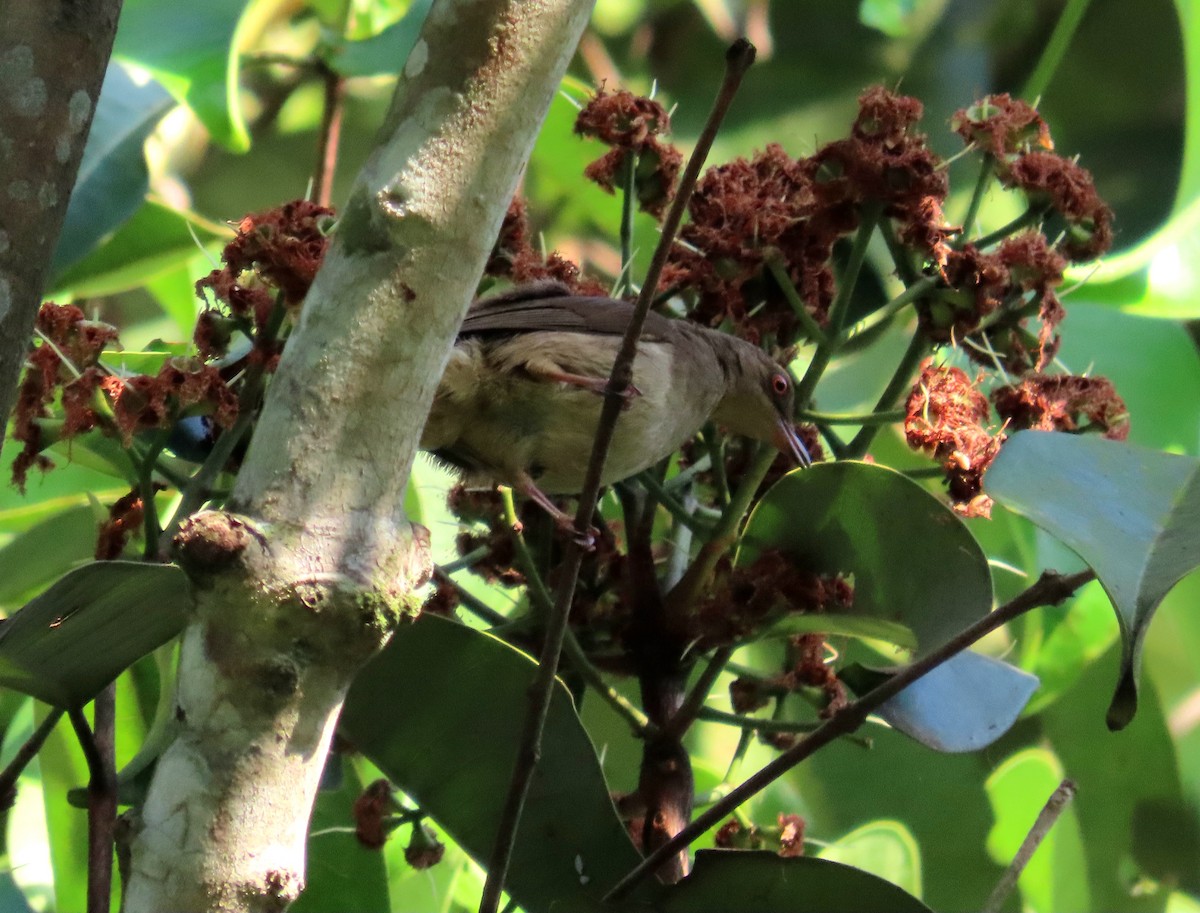 Red-eyed Bulbul - ML639022827