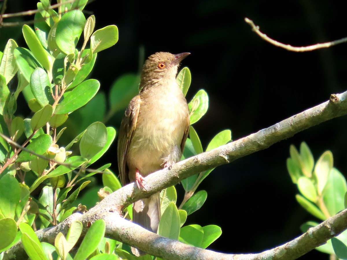 Red-eyed Bulbul - ML639022828