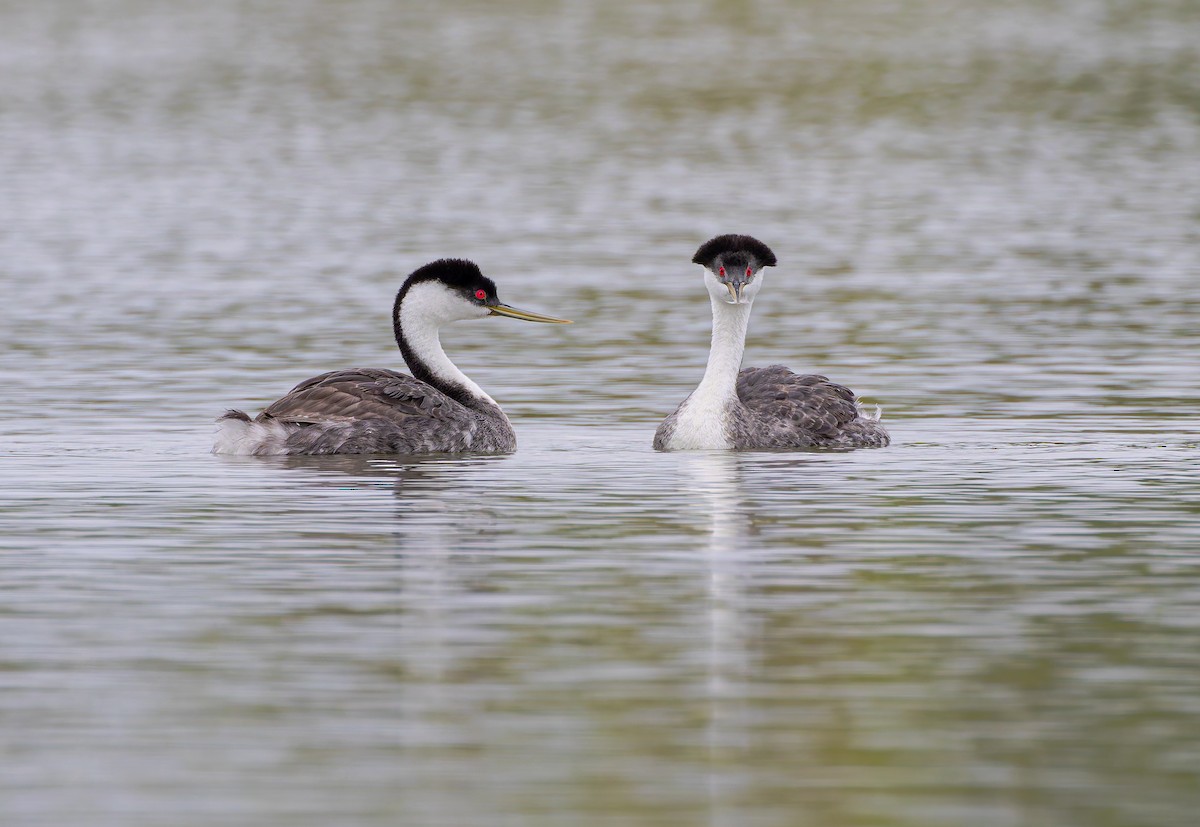 Western Grebe - ML639022840