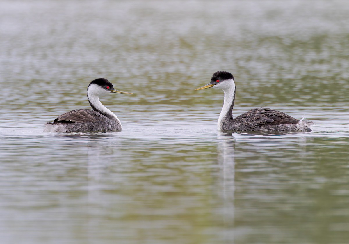 Western Grebe - ML639022841