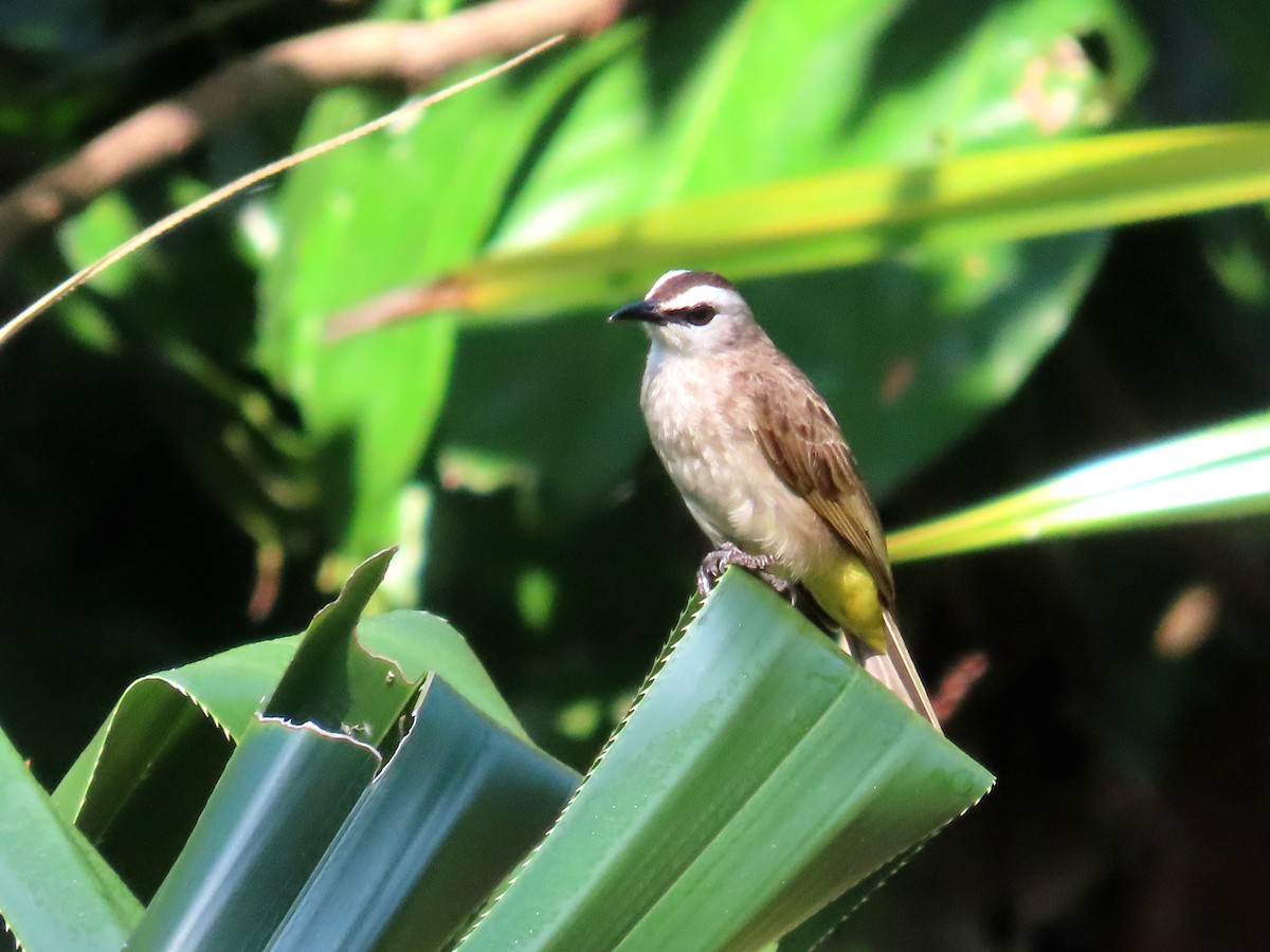 Yellow-vented Bulbul - ML639022843