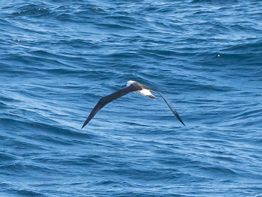 albatros pestrozobý - ML639022853