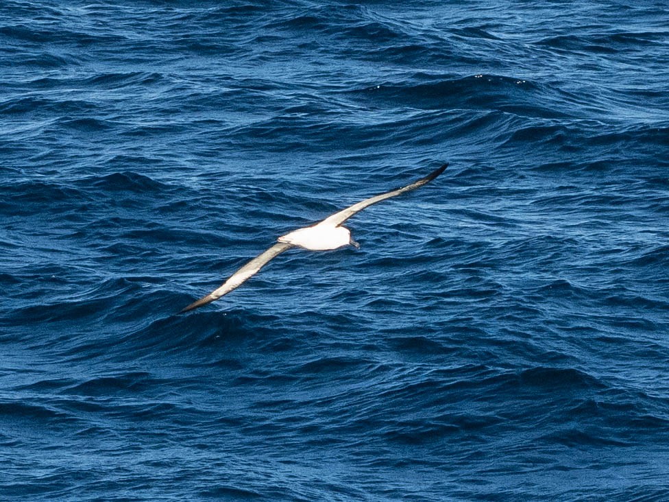 albatros pestrozobý - ML639022855