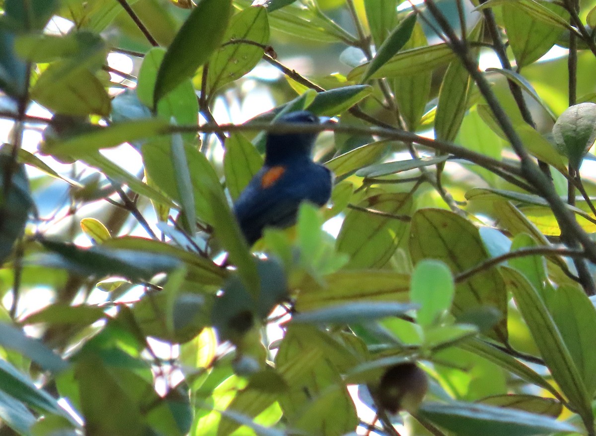Orange-bellied Flowerpecker - ML639022861