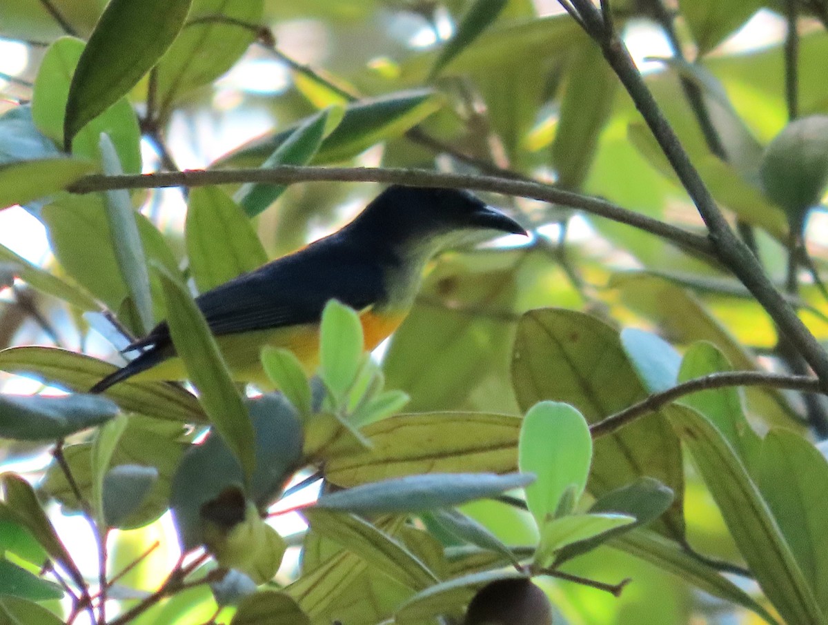 Orange-bellied Flowerpecker - ML639022862