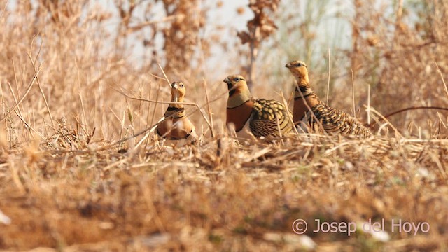 Pin-tailed Sandgrouse - ML639022888