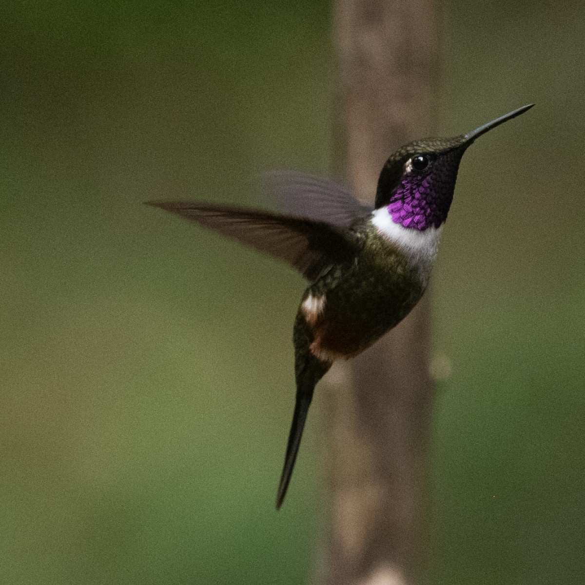 Purple-throated Woodstar - ML639022911