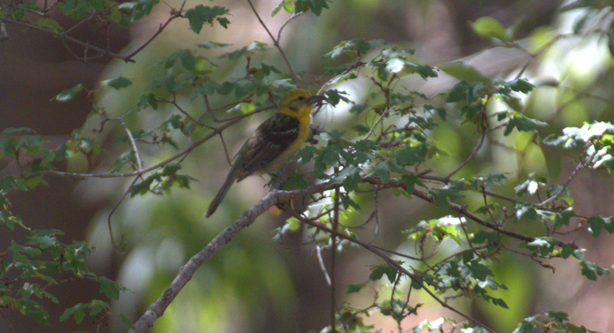 Flame-colored Tanager - ML639022939