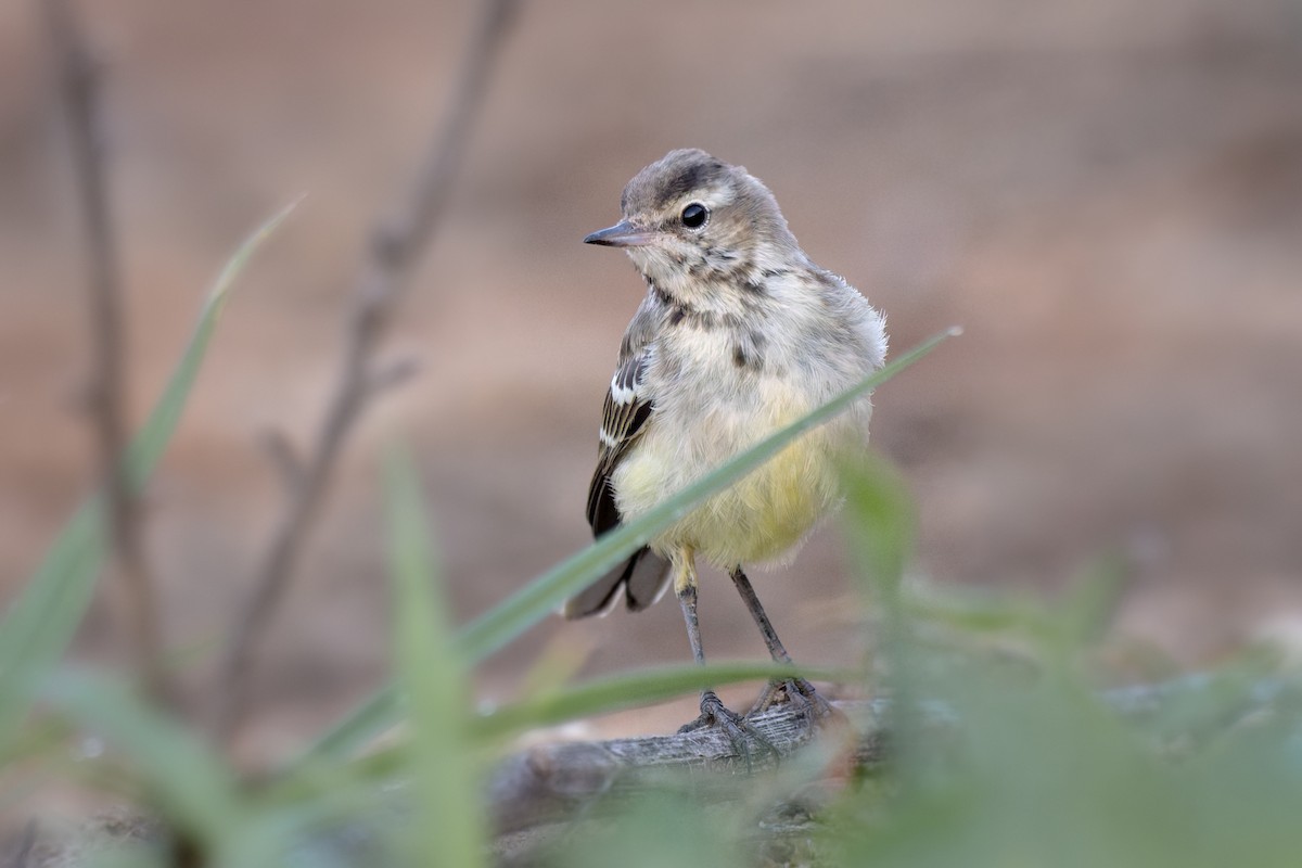 Плиска жовта (підвид flava) - ML639022943