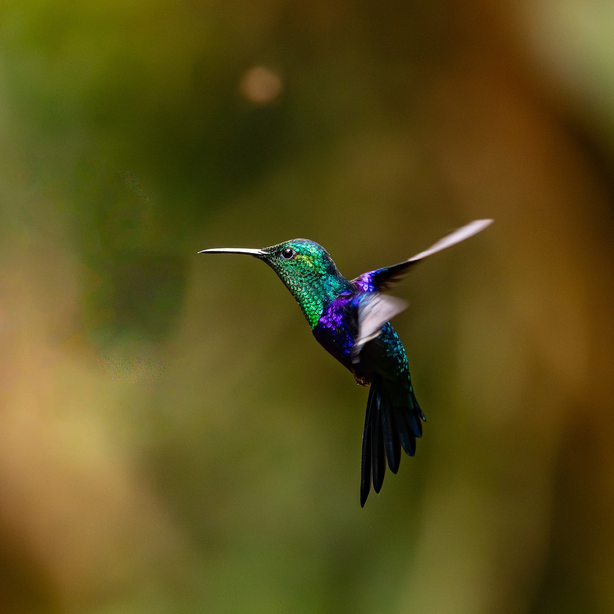 Crowned Woodnymph - ML639022955