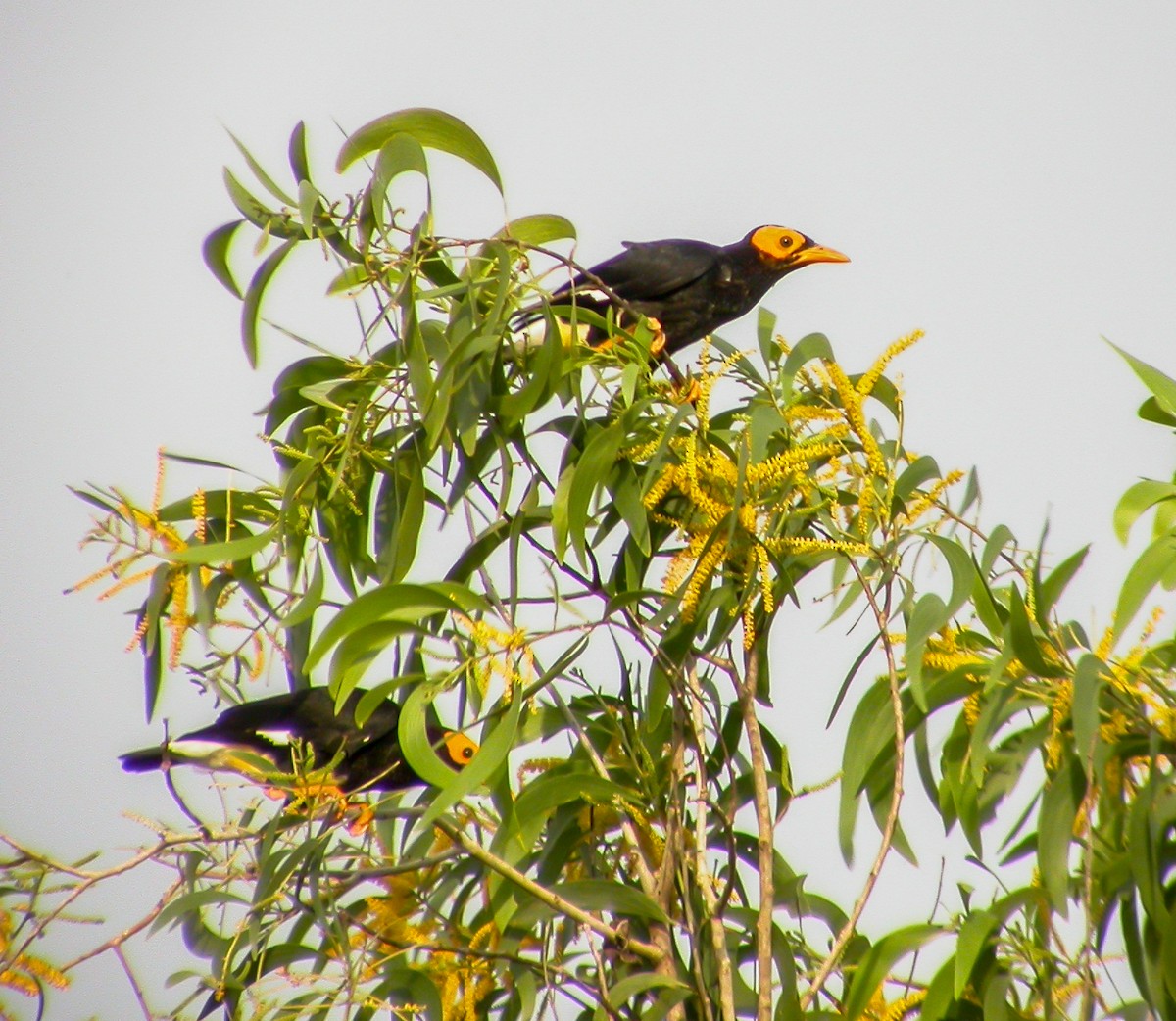 Yellow-faced Myna - ML639023005