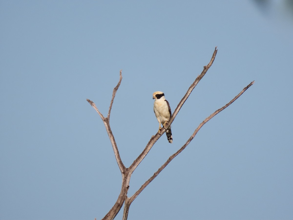 Laughing Falcon - ML639023015