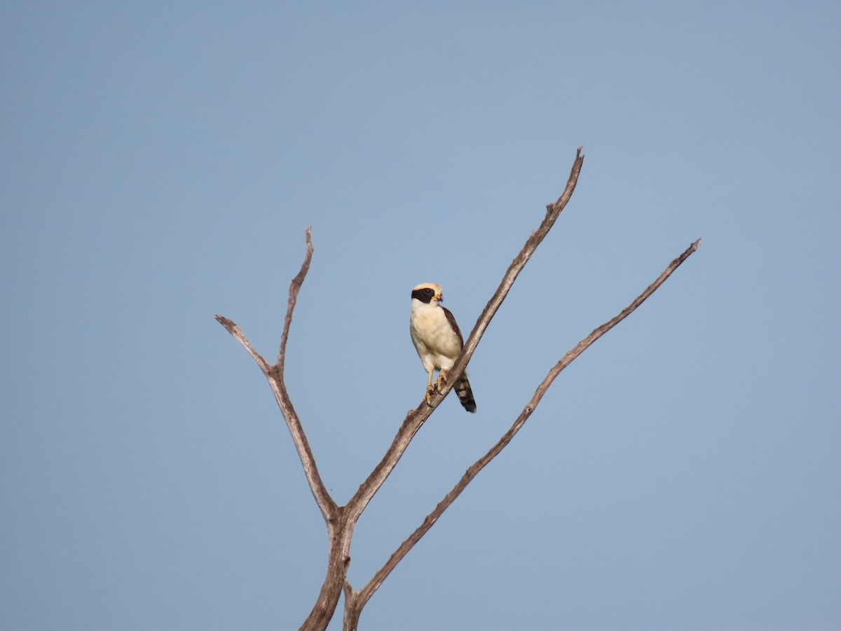 Laughing Falcon - ML639023016