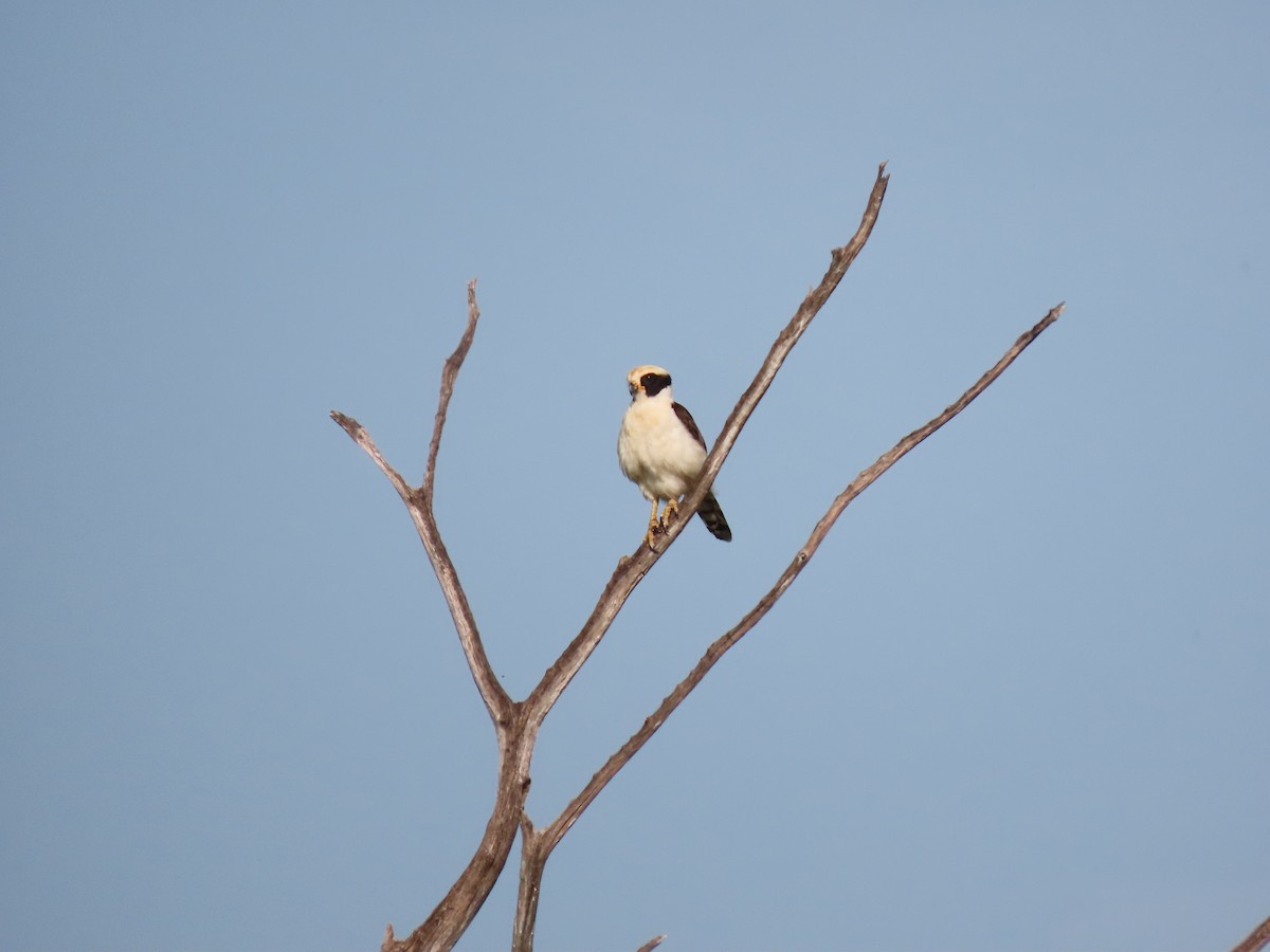 Laughing Falcon - ML639023017