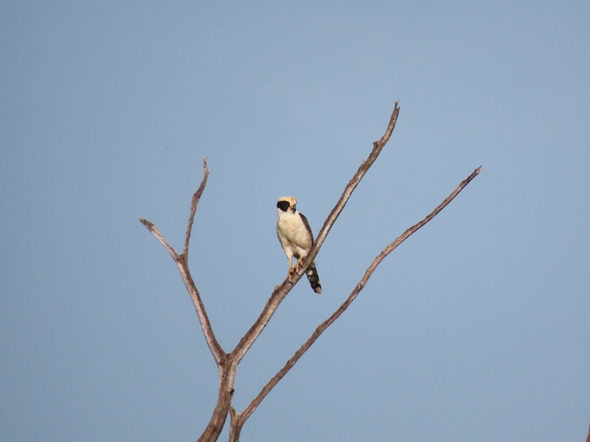 Laughing Falcon - ML639023018
