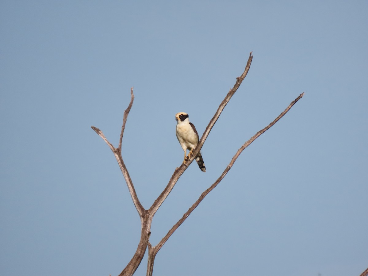 Laughing Falcon - ML639023019