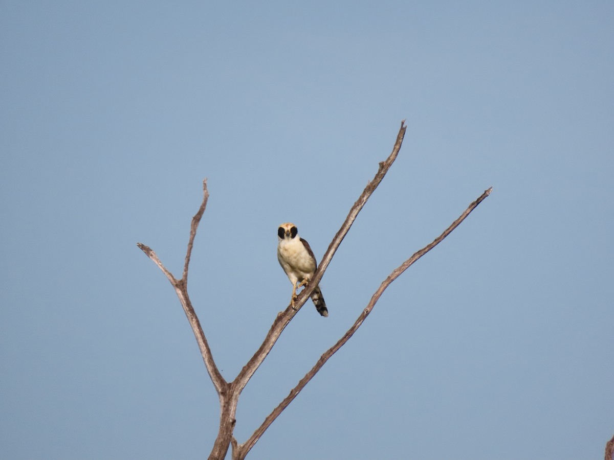 Laughing Falcon - ML639023020