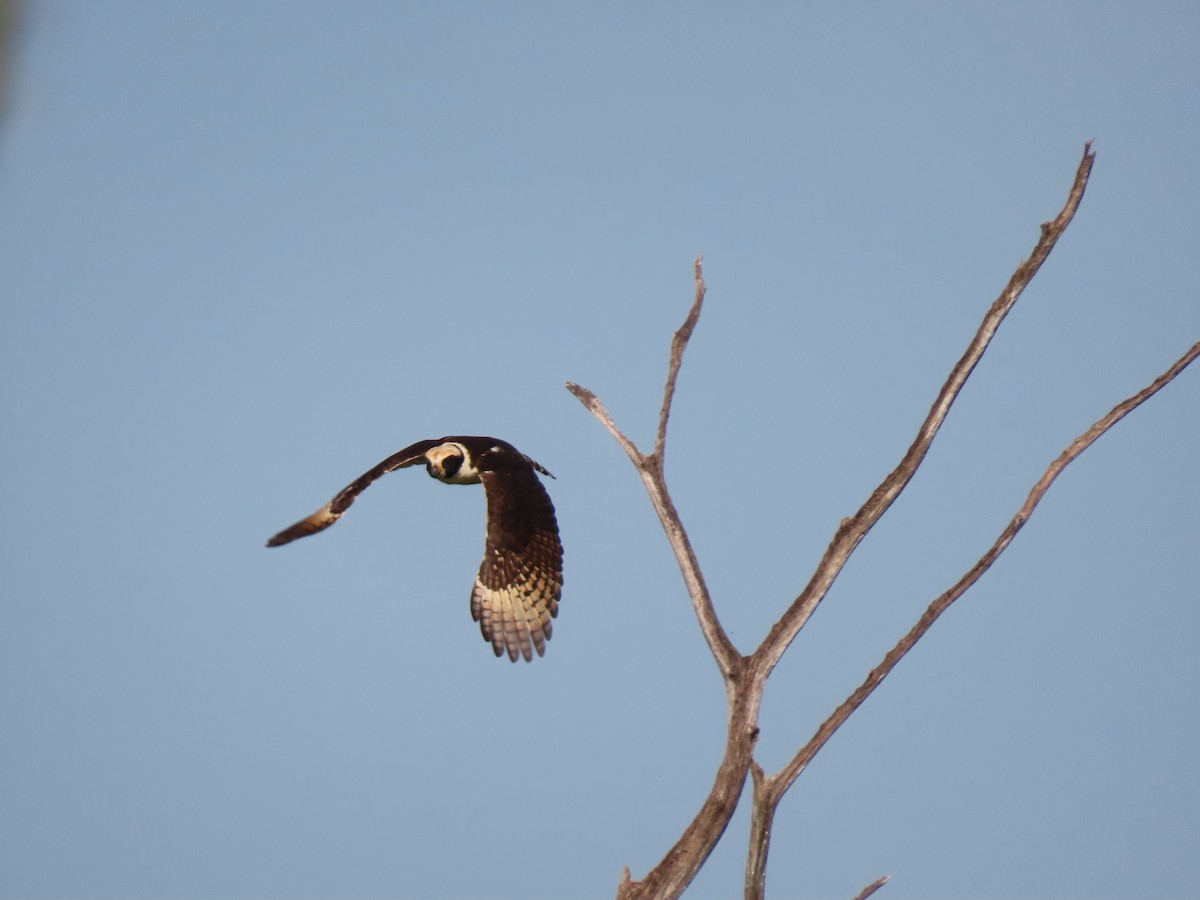 Laughing Falcon - ML639023021