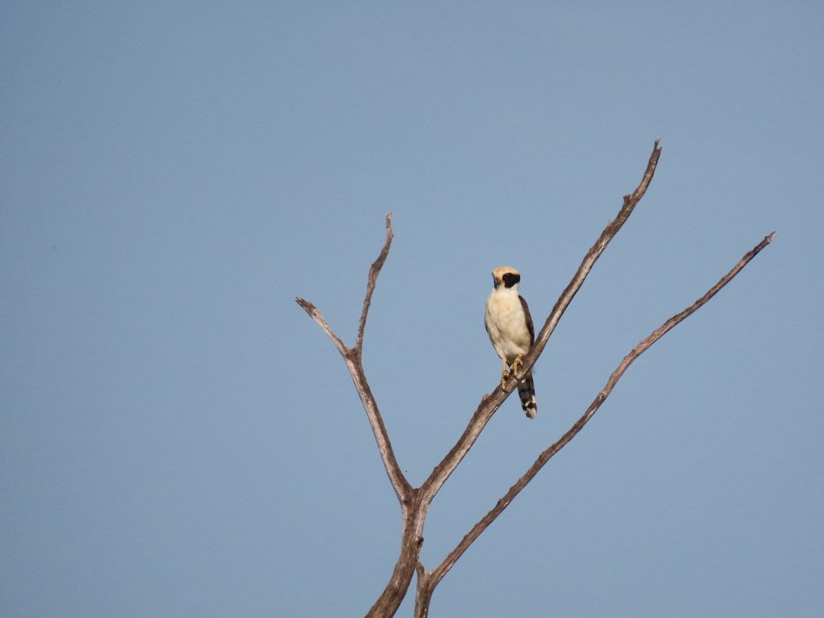 Laughing Falcon - ML639023023