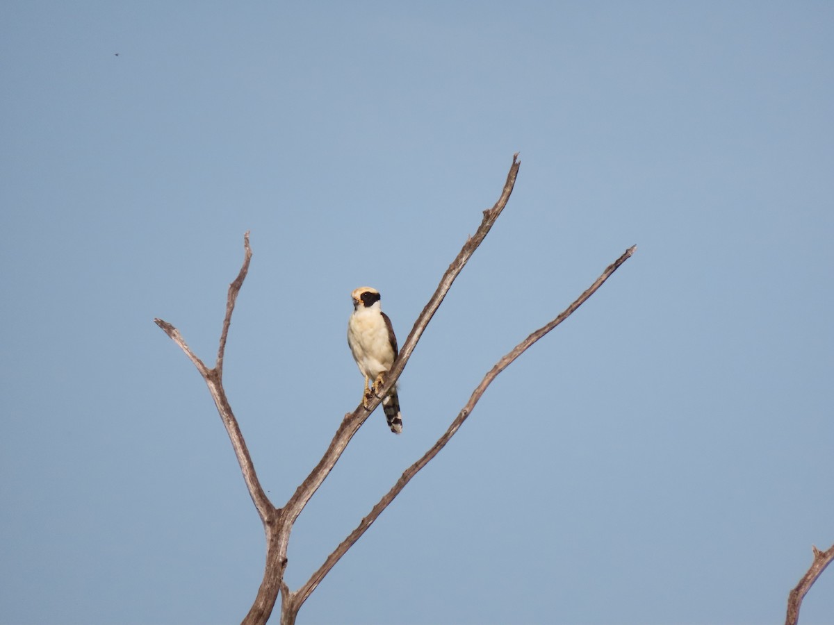 Laughing Falcon - ML639023024