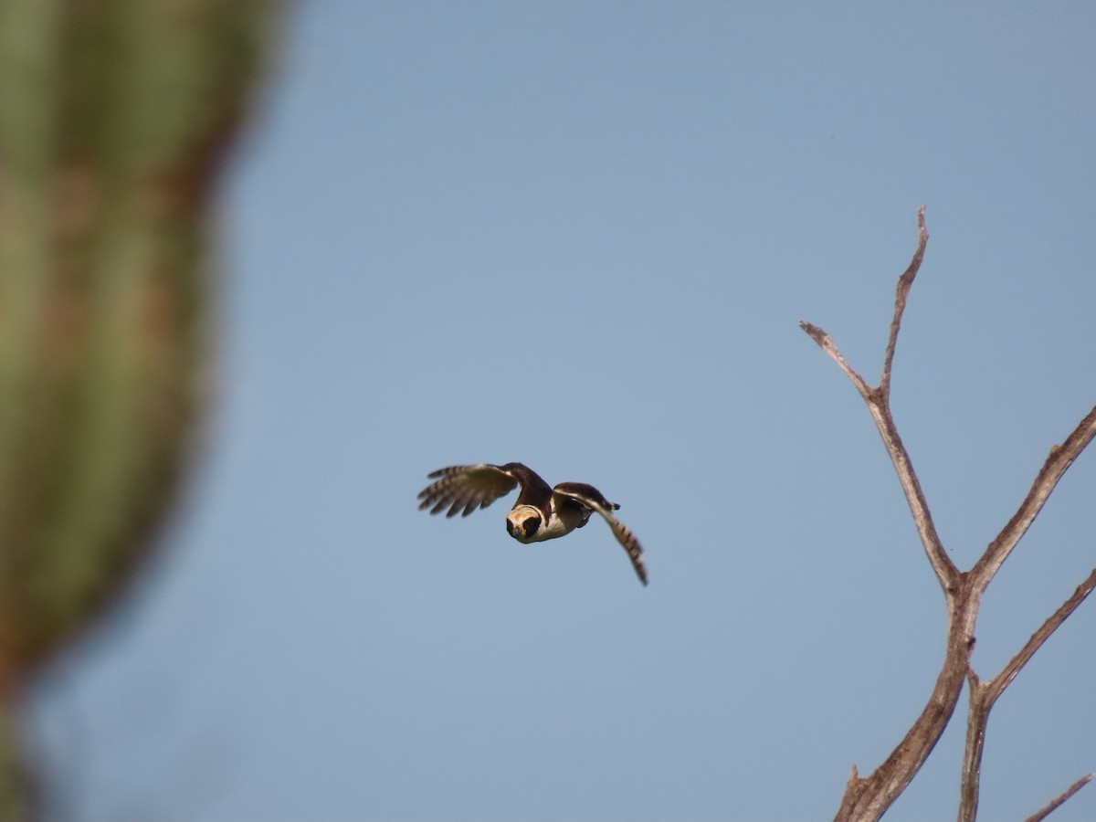 Laughing Falcon - ML639023025