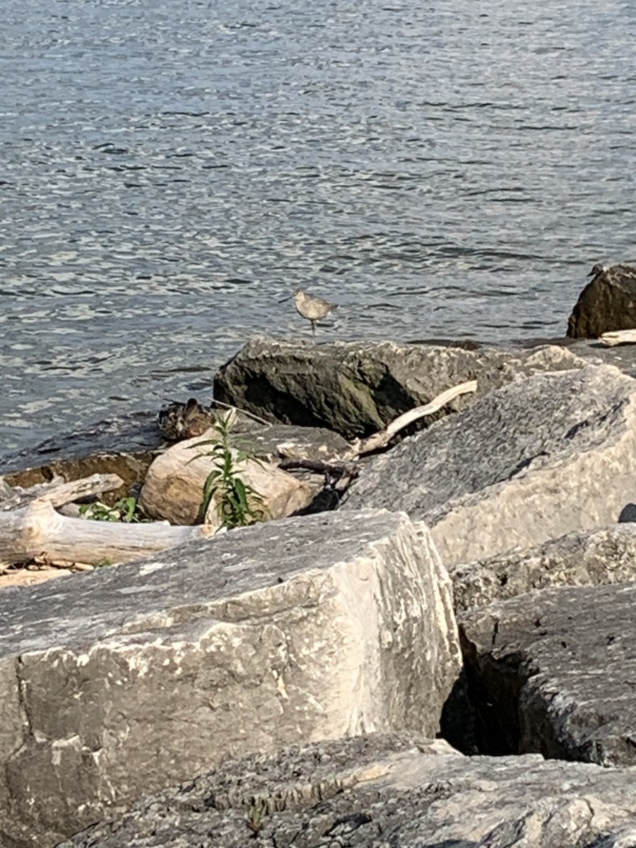 Willet - ML639023054