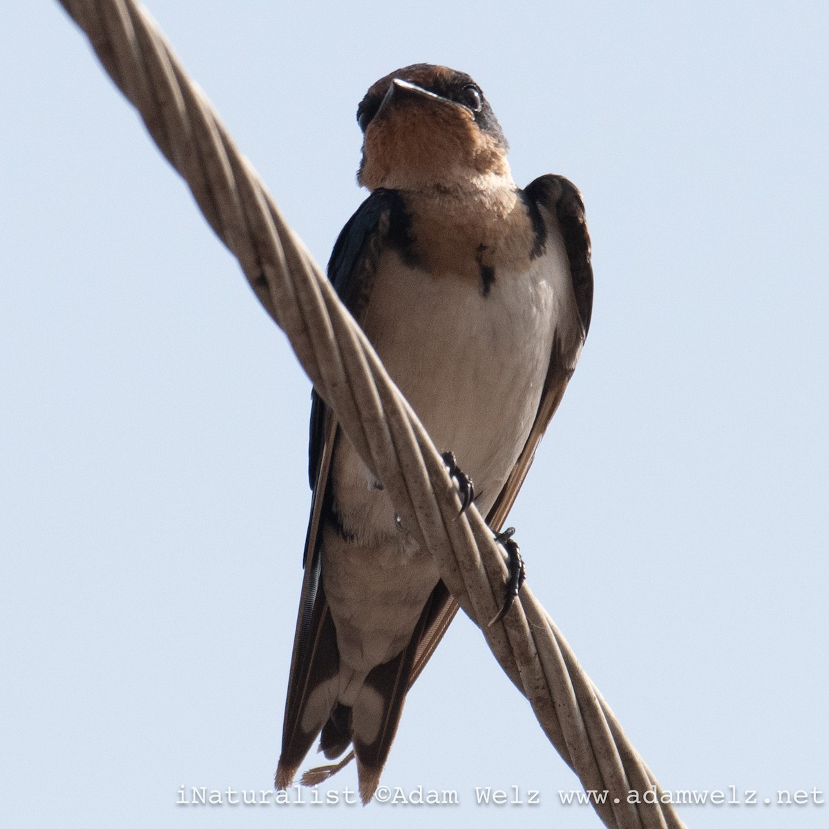 Ethiopian Swallow - ML639023068