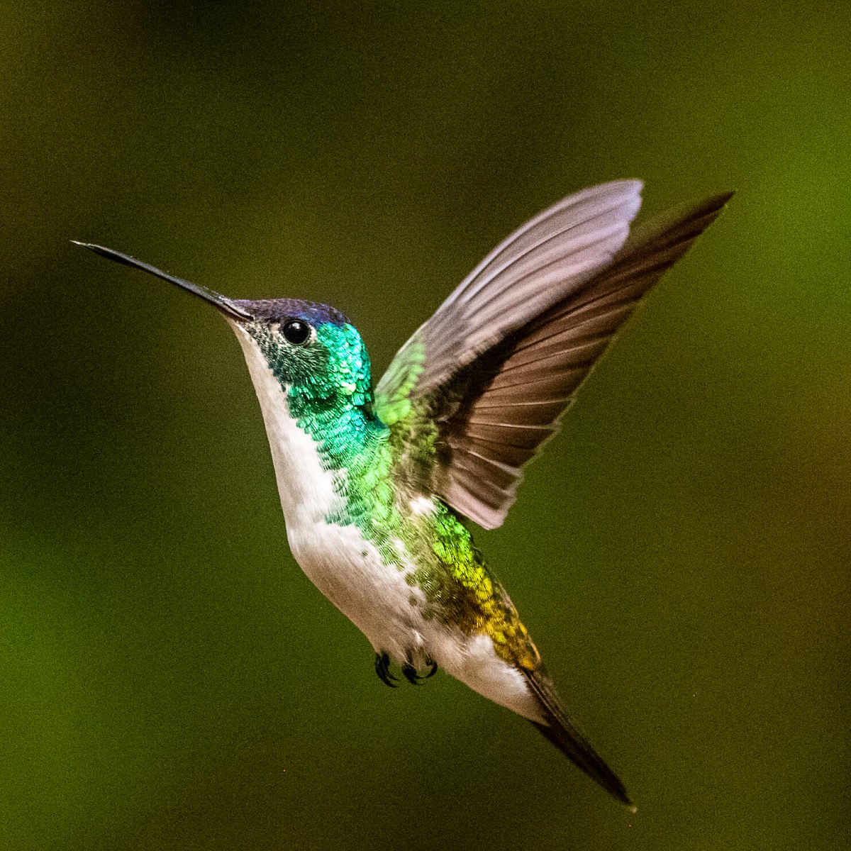 Andean Emerald - ML639023140
