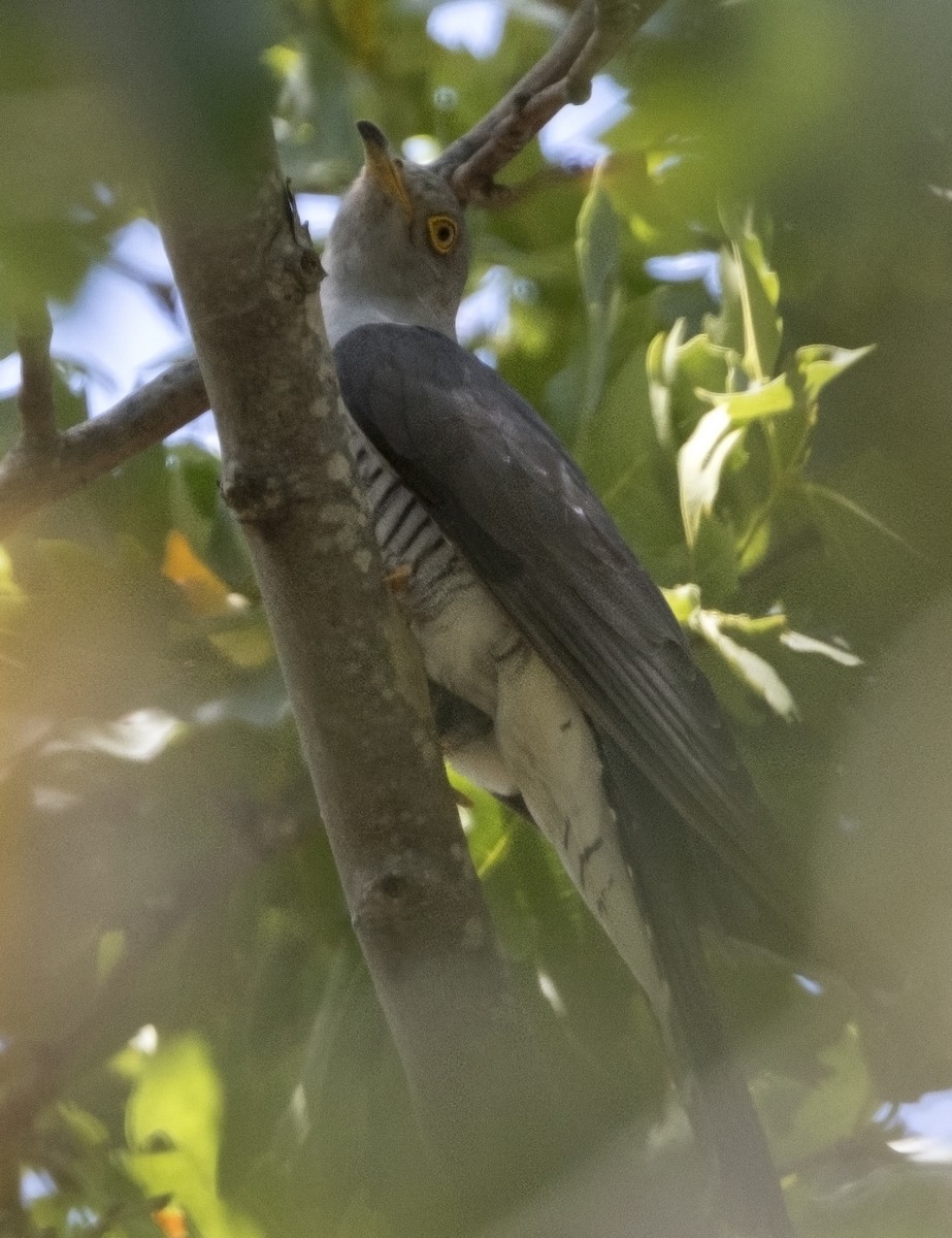 kukačka obecná - ML639023153