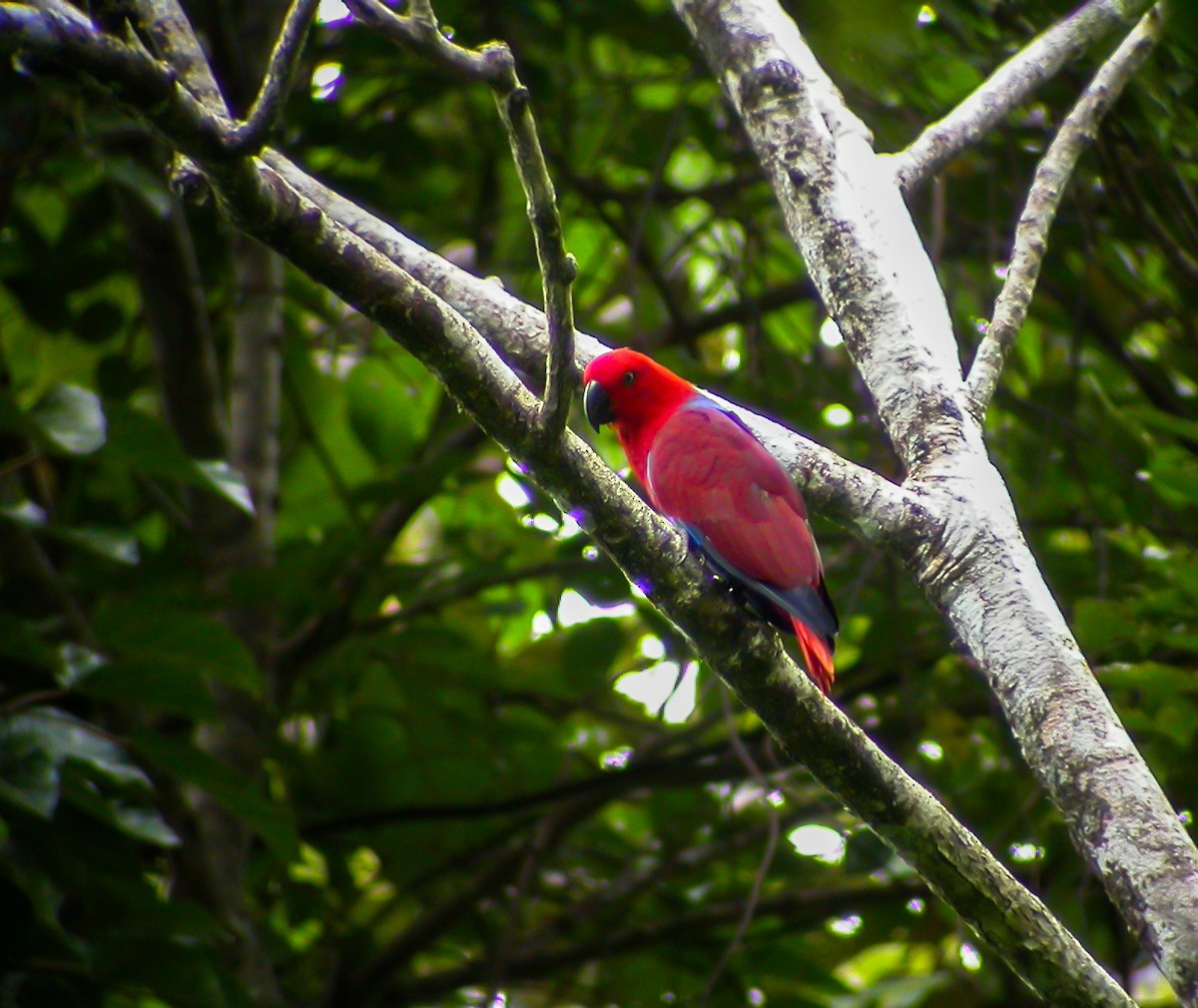Papuan Eclectus - ML639023185