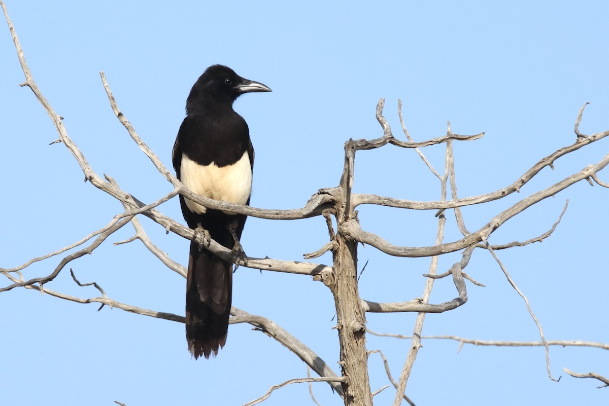 Asir Magpie - ML639023215