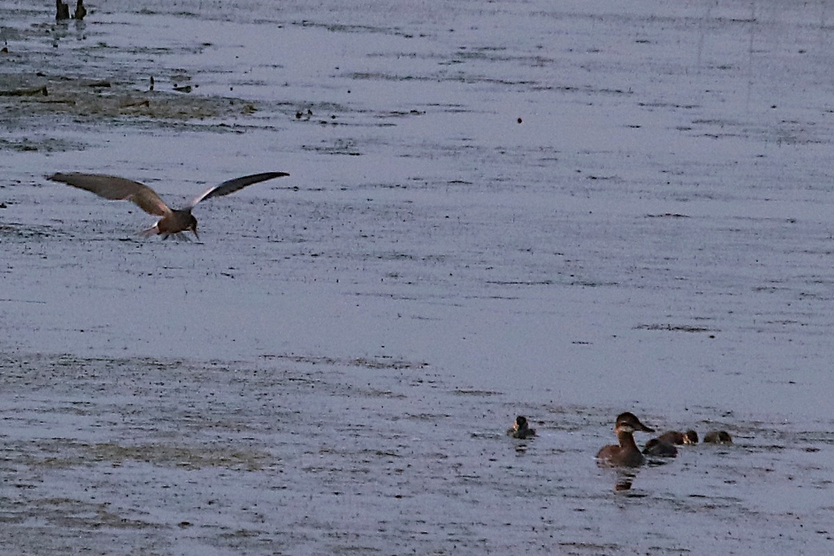 Ruddy Duck - ML639023237