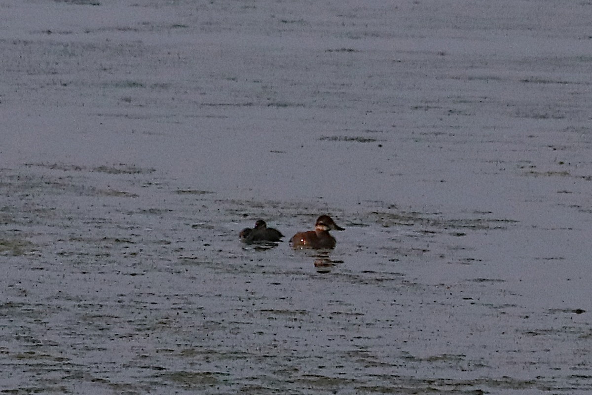 Ruddy Duck - ML639023238