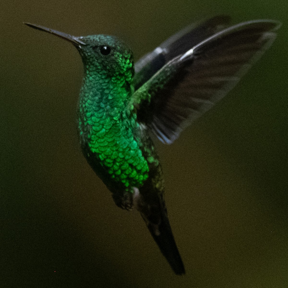 Western Emerald - ML639023289