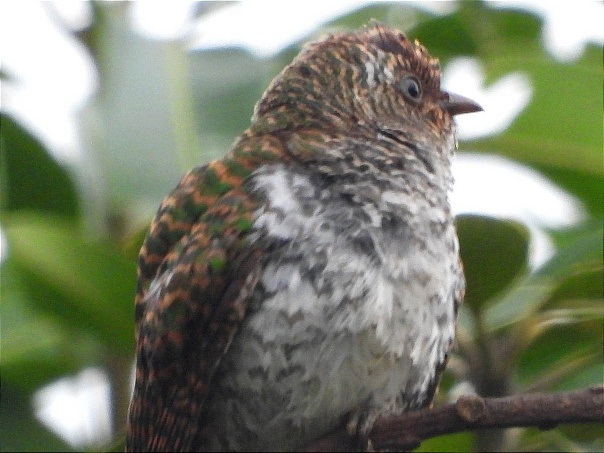 Klaas's Cuckoo - ML639023348