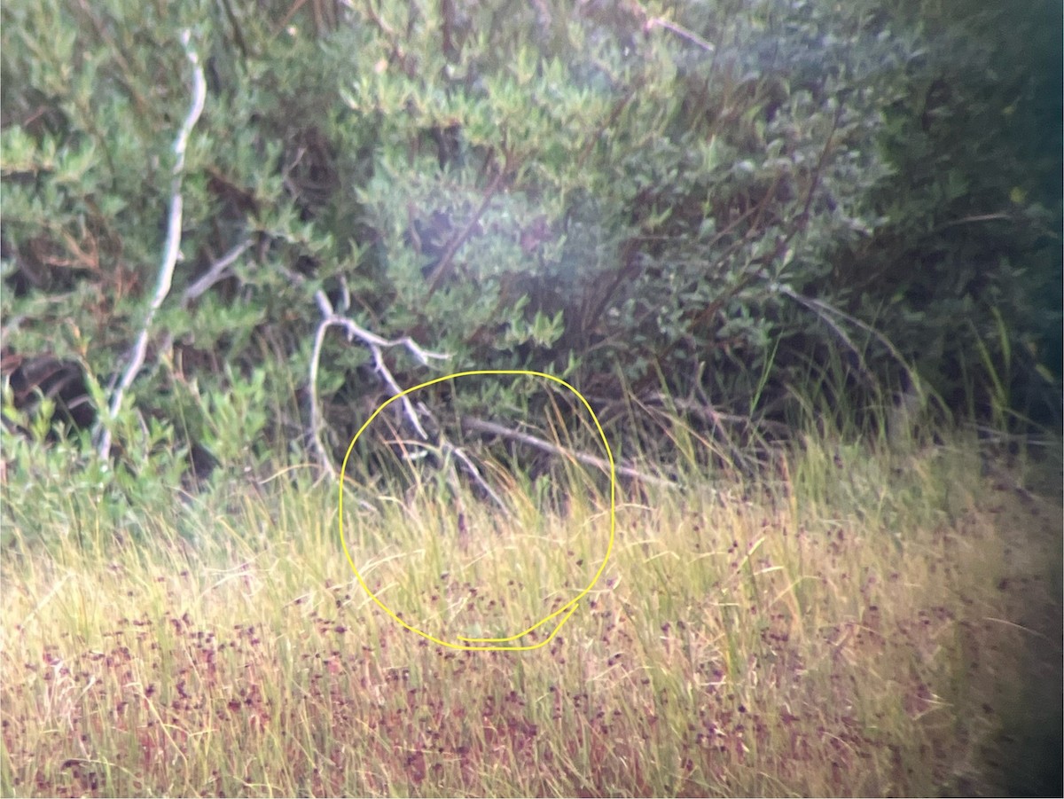Short-billed Dowitcher - ML639023482