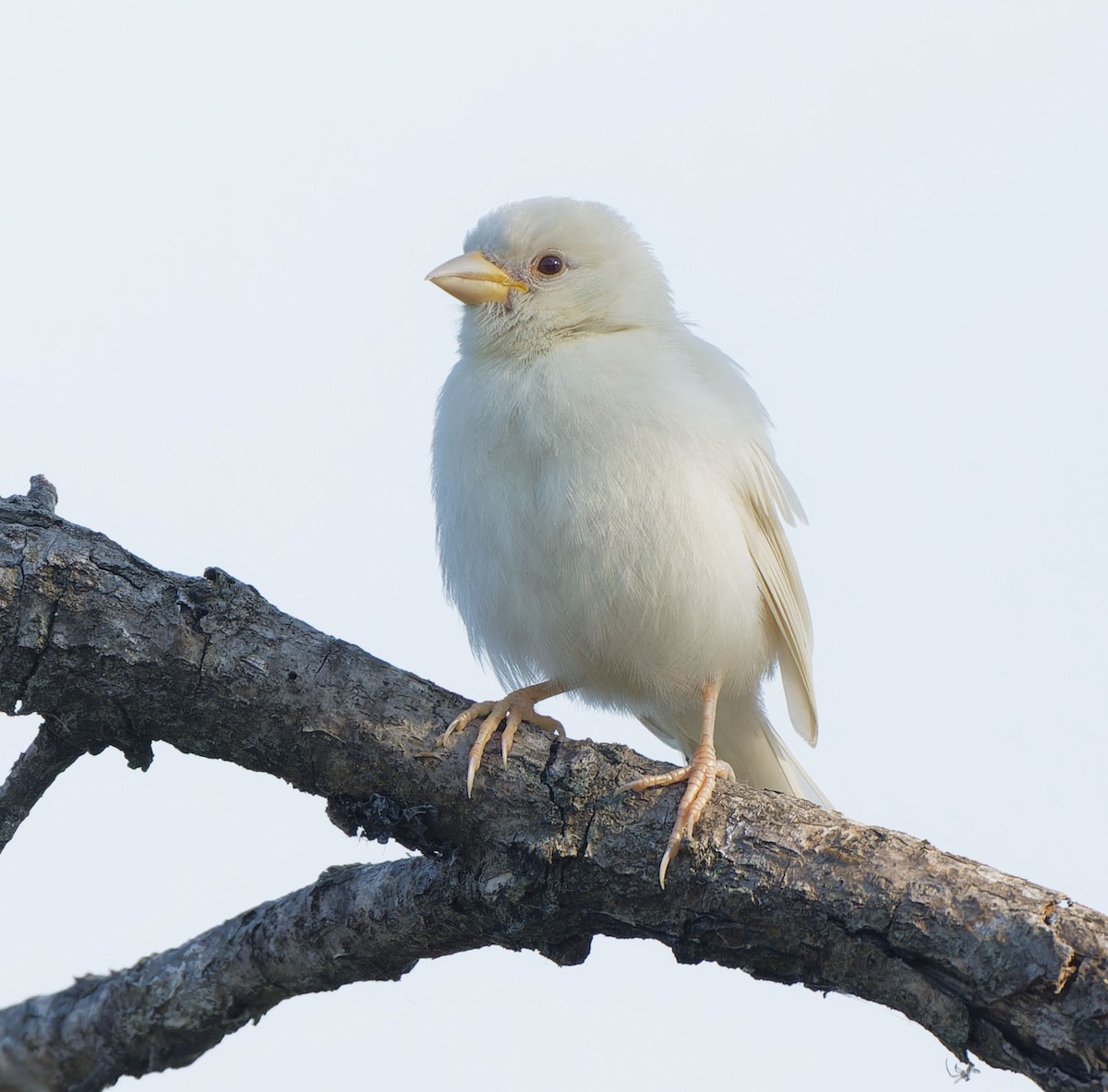House Finch - ML639023513