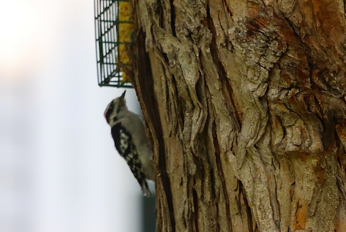 Downy Woodpecker - ML639023517