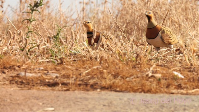 Pin-tailed Sandgrouse - ML639023534