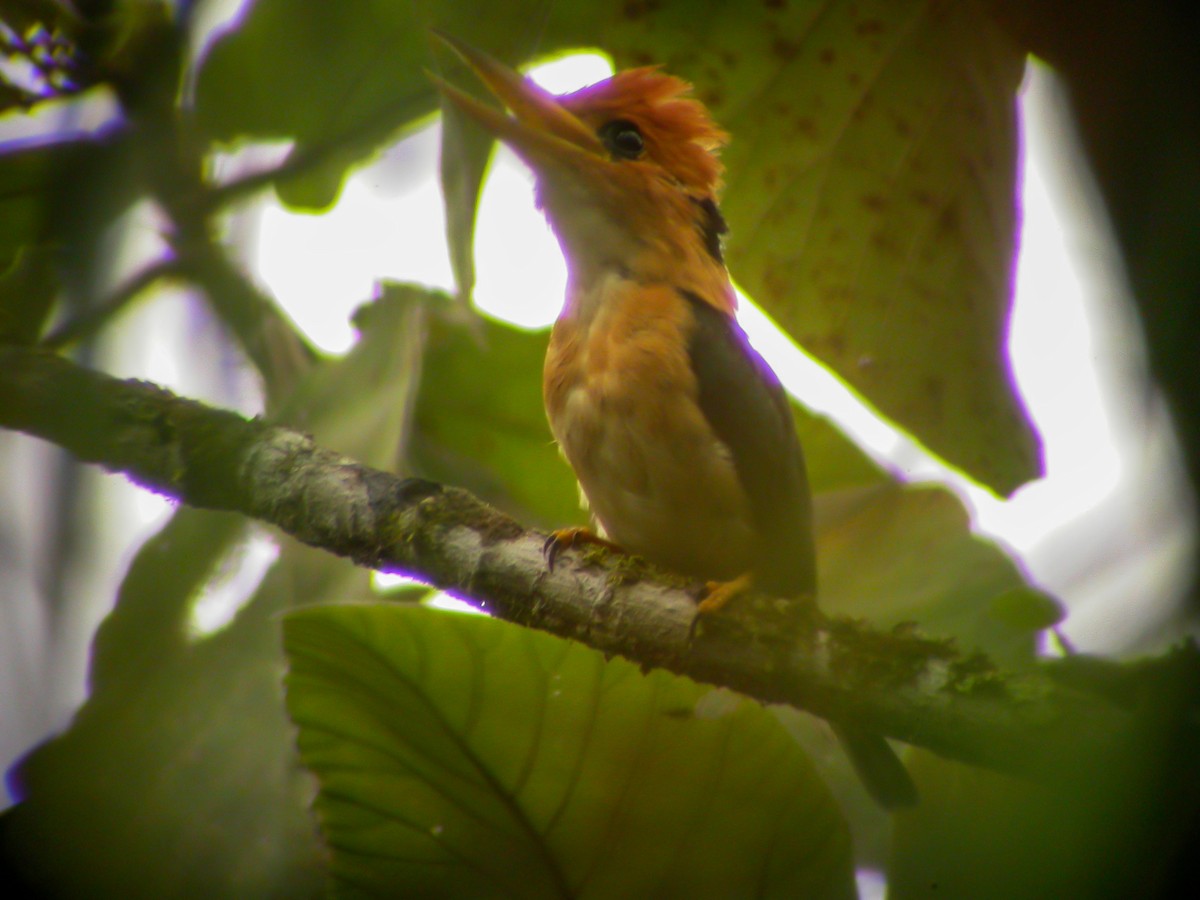 Mountain Kingfisher - ML639023536