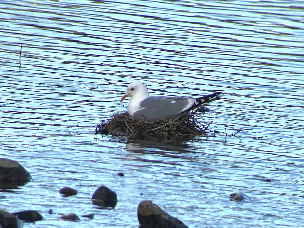 Short-billed Gull - ML639023582