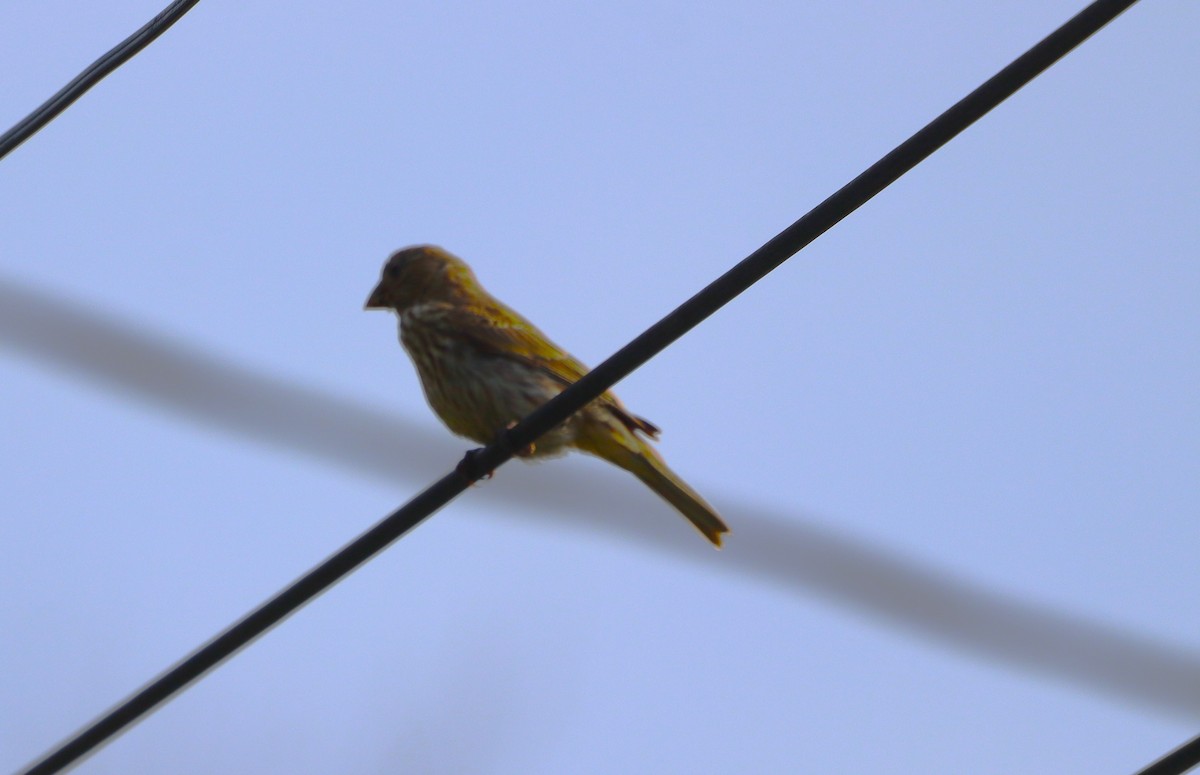 House Finch - ML639023584