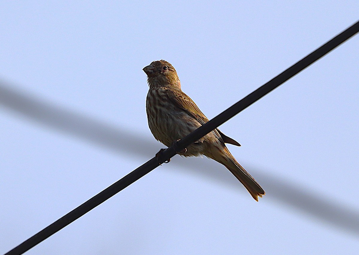 House Finch - ML639023588