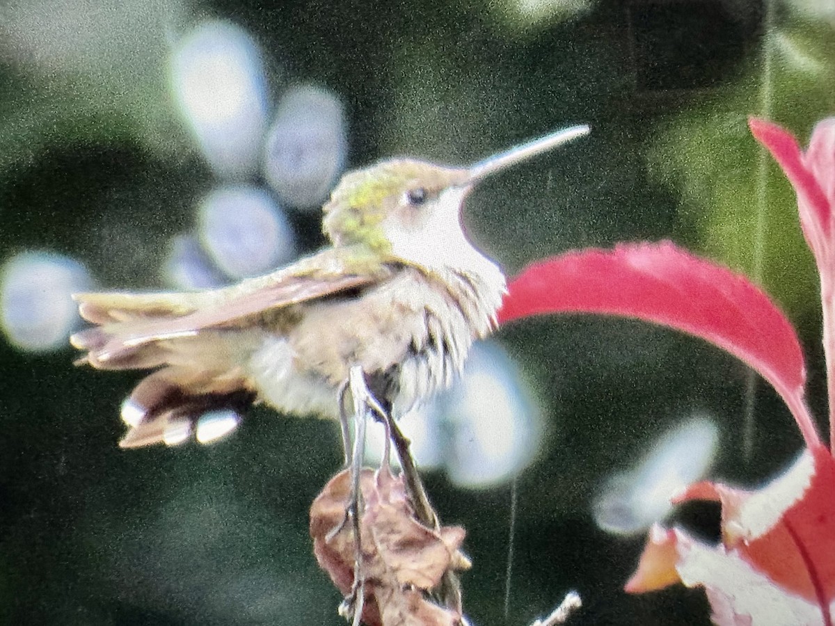 Ruby-throated Hummingbird - ML639023609